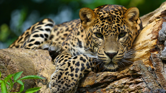 Un festival de cine colombiano muestra la amenaza del cambio climático y el tráfico de animales