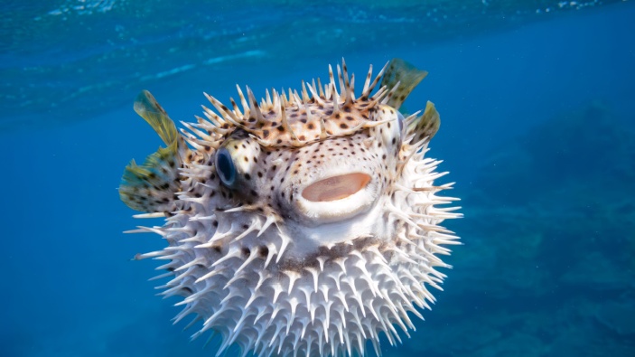 Le poisson-ballon, ennemi public n°1 en Méditerranée 