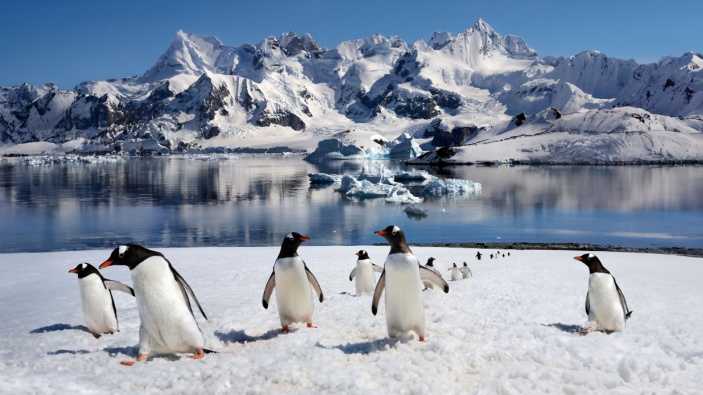 Los pingüinos podrían ayudar a mitigar el cambio climático