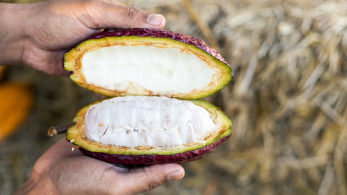 Investigadores afirman que la fruta del cacao nació en la Amazonía ecuatoriana