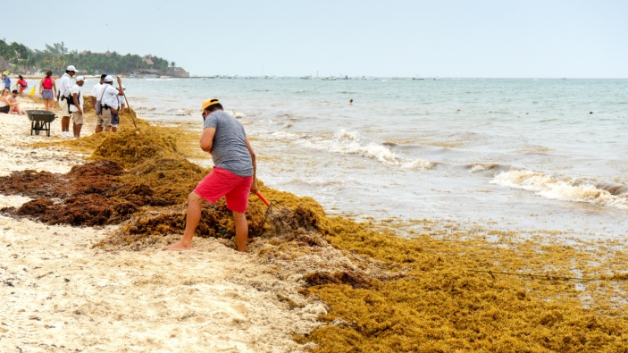 Quintana Roo crea un proyecto para reutilizar el sargazo