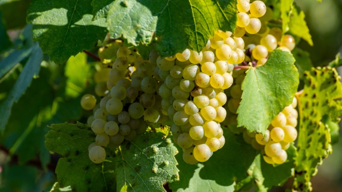 Face à un contexte instable, les producteurs de champagne réduisent leur rendement commercialisable
