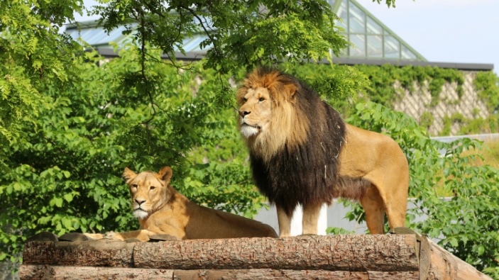 Ein Zoo in Dänemark bittet Tierhalter, ihre Haustiere zur Fütterung von Löwen zu spenden