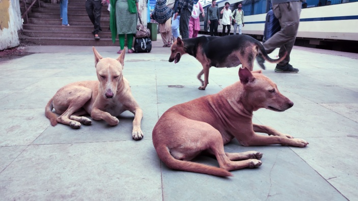 India se enfrenta a los peligros de una población de más de 60 millones de perros callejeros