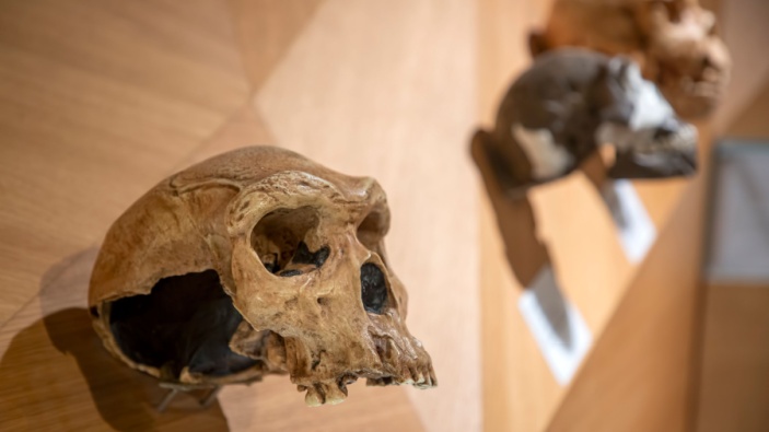 Una ricerca ribalta la visione consolidata dell'incrocio tra uomo e Neanderthal 