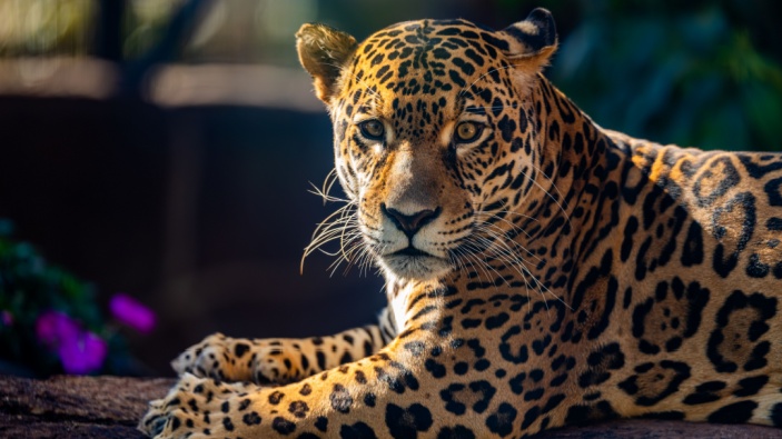 Sorprendente aumento de la población de jaguares en México