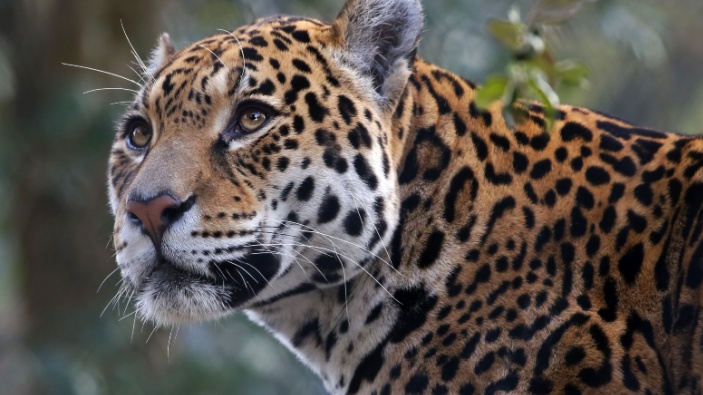 Aumenta en México la población de jaguares