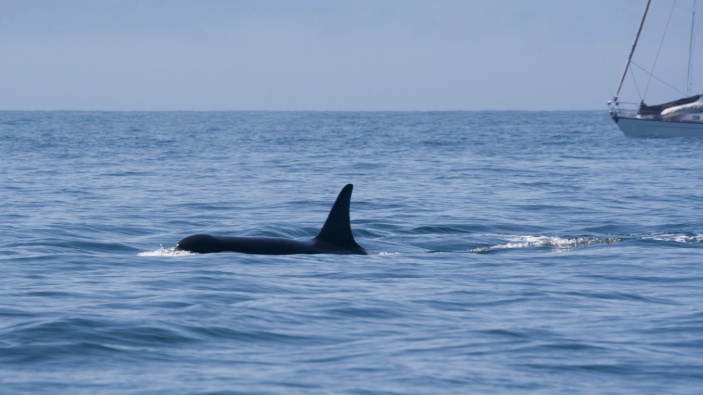 ¿Qué hay detrás de los ataques de orcas a embarcaciones?