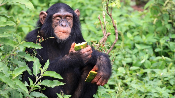 Estudio en chimpancés ofrece claves sobre nuestra predisposición al consumo de alcohol