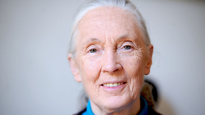 Jane Goodall, célèbre écologiste et primatologue, décède à l'âge de 91 ans