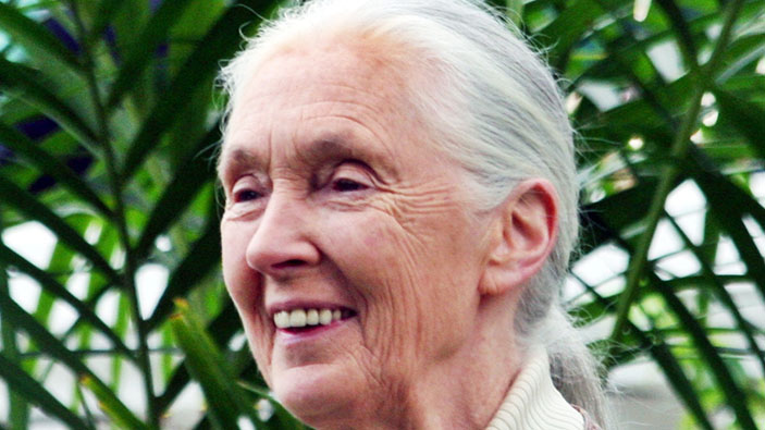 Jane Goodalls einzigartiges Vermächtnis für die Forschung und den Naturschutz