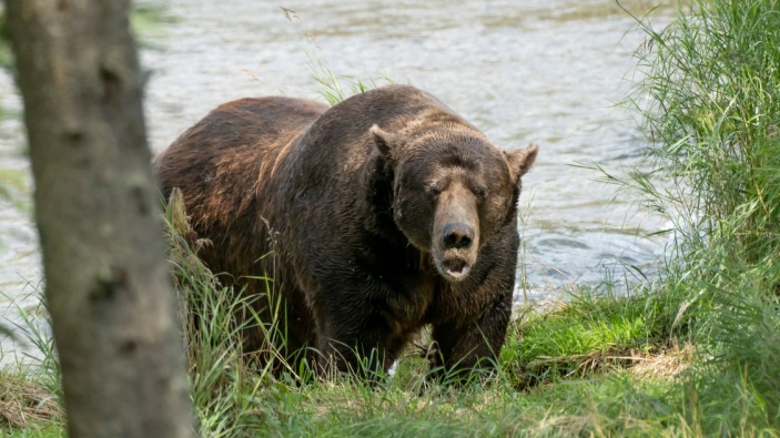 El oso Chunk gana popular concurso en Alaska