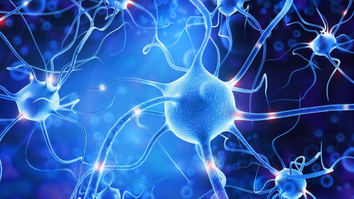 Nuevo estudio revela la forma en que nuestras neuronas nos protegen del estrés