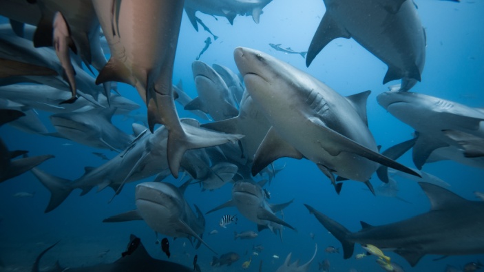 Argentina y Uruguay se asocian para proteger a los tiburones