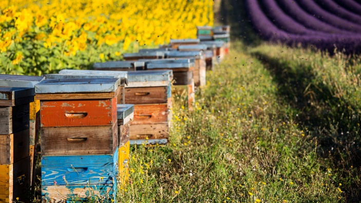 Miel : une année record pour les apiculteurs français 