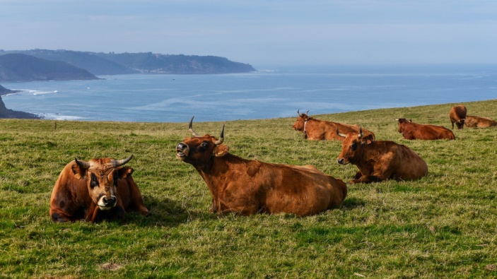 El ‘Covid de las vacas’ comienza a hacer estragos en España