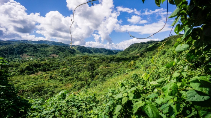 Los bosques tropicales en Centroamérica se desplazan hacia las alturas