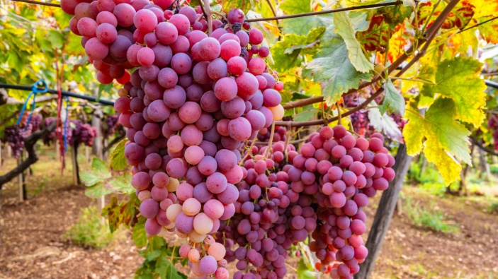 L’agricoltura ai tempi dell’intelligenza artificiale