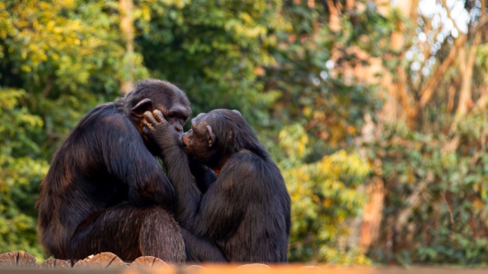 Evolutionsbiologie: Erster Kuss vor über 16 Millionen Jahren