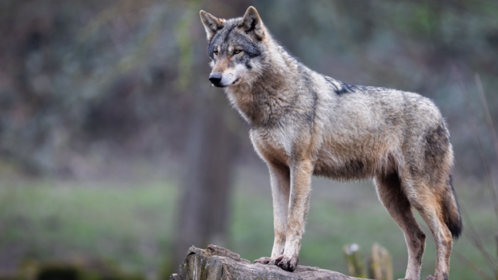 Investigadores capturan el primer potencial uso de herramientas por un lobo