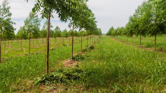 Apple, acusada de <i>greenwashing</i> en Paraguay