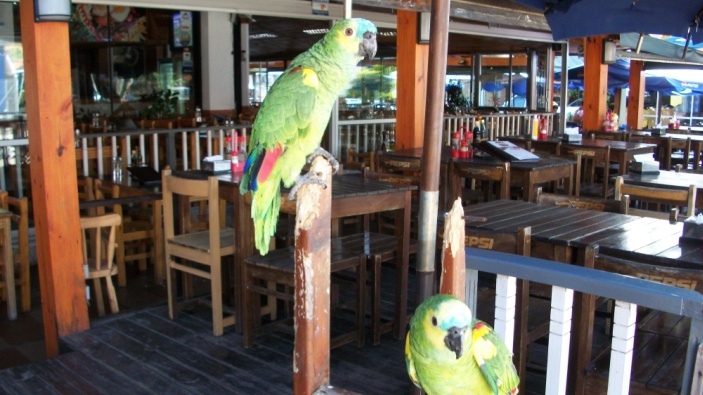 Uruguay aprueba plan para controlar la superpoblación de cotorras