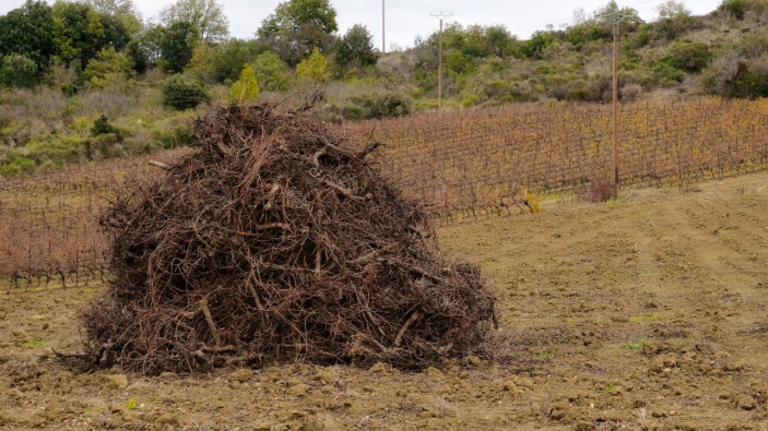 Francia planea destruir viñedos para salvar la industria del vino