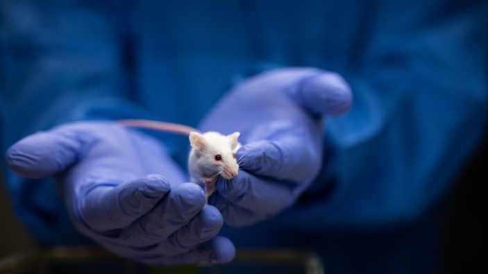 Científicos logran manipular recuerdos en ratones