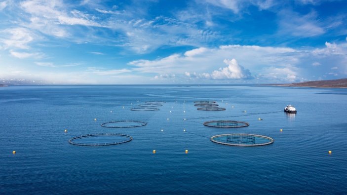 Saumon : derrière le succès culinaire, un élevage intensif aux graves conséquences écologiques et sanitaires