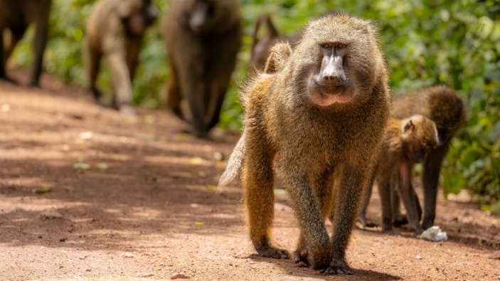 Plusieurs études comparent le développement du despotisme chez les humains et les animaux