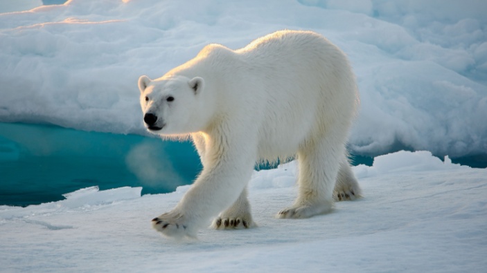 Osos polares desafían al cambio climático 
