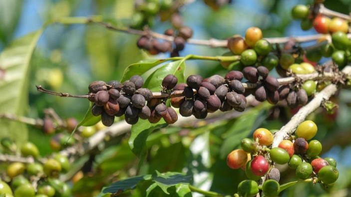 Las altas temperaturas ponen en riesgo el café latinoamericano