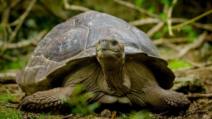 La NASA ayuda a reintroducir las tortugas gigantes a las Islas Galápagos