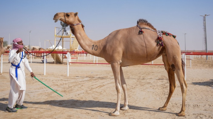 Escándalo en concurso de belleza de camellos