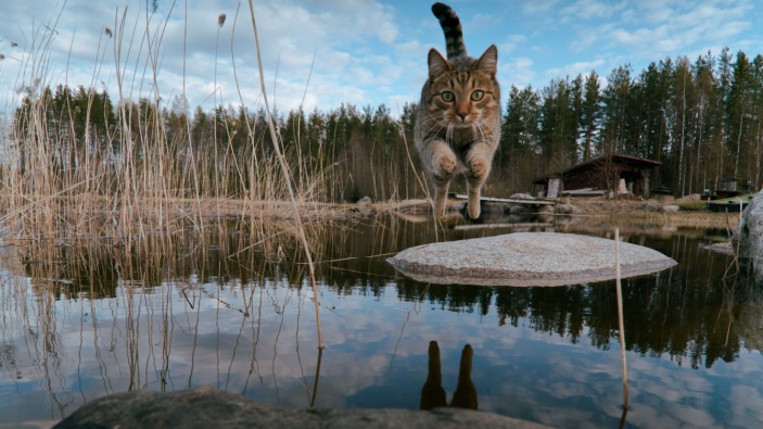 Descifrando por qué los gatos caen siempre parados