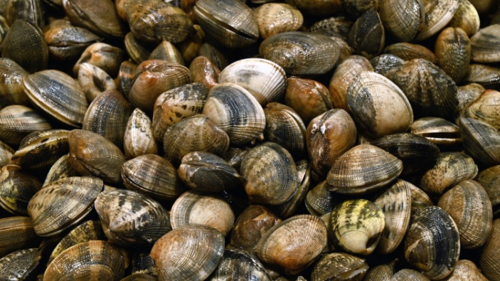 Addio alle vongole dell’Adriatico?