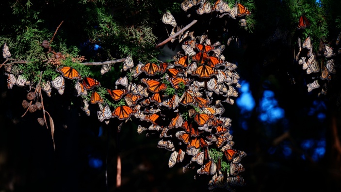 México comienza a recuperar sus mariposas monarca
