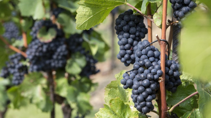 Jeanne d’Arc könnte dieselben Weintrauben gegessen haben wie wir heute