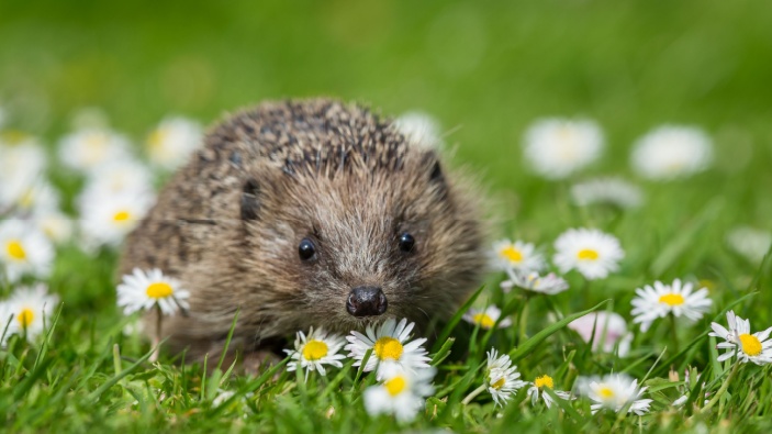La amenaza de los robots cortacésped para los animales nocturnos