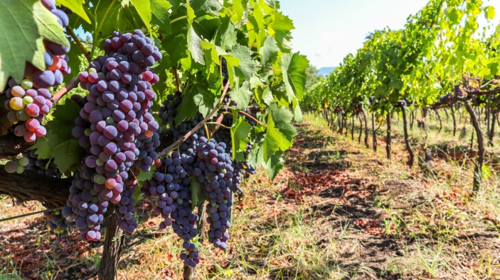 Vinitaly, l’evento che porta in scena l’eccellenza vinicola 