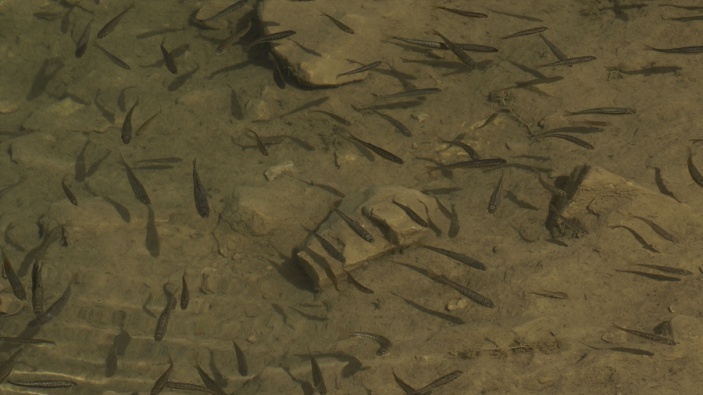 Los científicos estudian cómo la cocaína afecta a las poblaciones de salmón salvaje