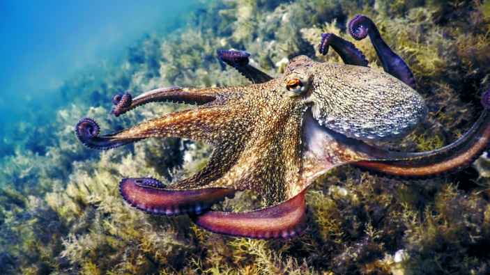 Los cefalópodos, desprotegidos en la investigación según <i>Nature</i>