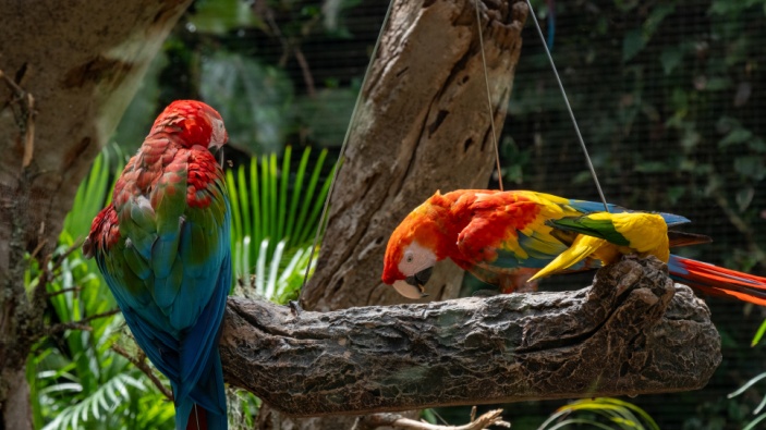Los loros silvestres copian a otros loros cuando prueban nuevos tipos de comida