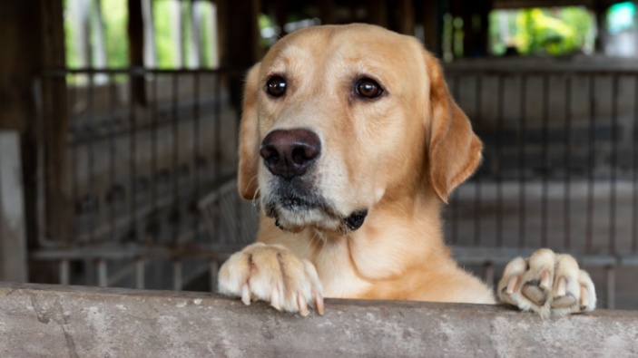 Un juicio histórico contra el maltrato animal