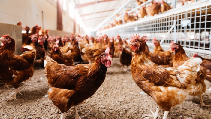 La persona media come ahora seis veces más pollo que en los años sesenta