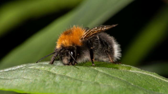 Abejas muestran capacidad para resolver problemas
