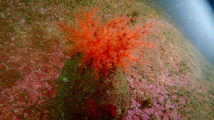 Lorsqu' un concombre de mer perd un membre, ce membre continue de vivre