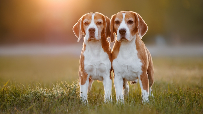 Edición genética consigue quitar alérgeno de unos perros
