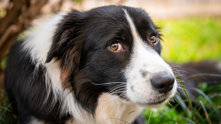 Los perros muestran una gran capacidad para detectar emociones humanas