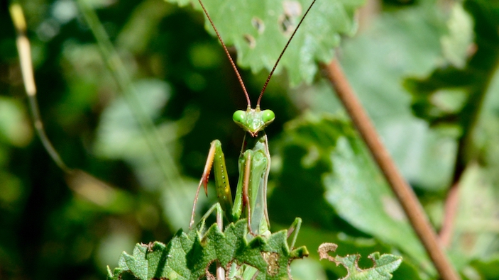 Las poblaciones de mantis religiosa se multiplican por todo el territorio alemán